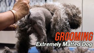 Grooming an EXTREMELY matted dog [upl. by Toth646]