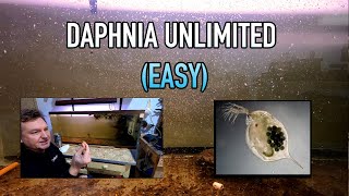 How I Raise Daphnia Water Fleas And You Can Too [upl. by Eliath]