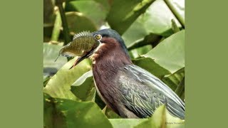 Species Spotlight Green Heron [upl. by Dis]