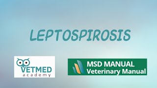 Leptospirosis [upl. by Eolanda]