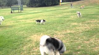 Cute Keeshond Puppy  6 months [upl. by Anehsat]