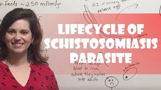 Lifecycle of Schistosomiasis Parasite [upl. by Cristen830]