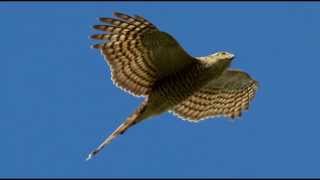 Sparrowhawk Bird Call Bird Song [upl. by Siclari]