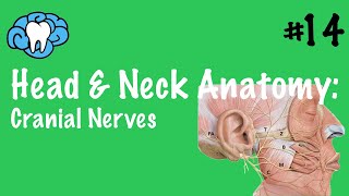 Head amp Neck Anatomy  Cranial Nerves  INBDE [upl. by Fonzie]