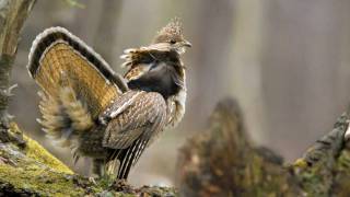 Voices Ruffed Grouse [upl. by Ebarta208]