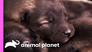 Keeshond Pup Makes Friends In The Farm  Too Cute [upl. by Aidualc]