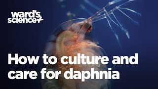 Caring and Culturing for Daphnia [upl. by Emil]