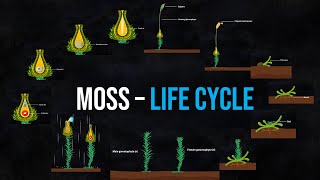 The life cycle of Moss Animation [upl. by Uni]