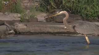 Great Blue Heron hunting [upl. by Nnaassilem]