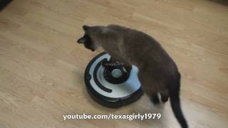 Cat shows HOW TO use iRobot Roomba Vacuum [upl. by Rog]