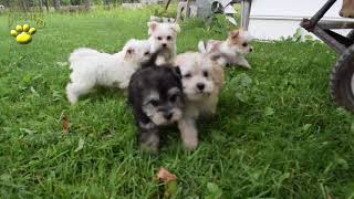 Morkie Puppies [upl. by Enej821]