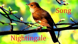 Nightingale SongLuscinia [upl. by Thorlay402]