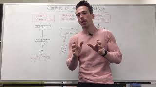 Endocrinology  Synthesis of Thyroid Hormone [upl. by Jenette865]