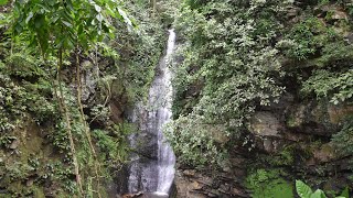 Der tropische Regenwald in 360 Grad [upl. by Marcie]