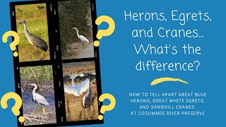 Egrets Herons and Cranes  Whats the difference [upl. by Catlin]