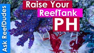 How to raise PH in a reef tank  PH explained and simplified AskReefDudes [upl. by Laurence395]