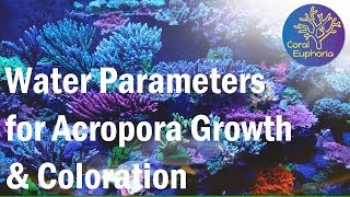 Reef Tank Parameters for Good SPS Growth amp Color [upl. by Lindsy]