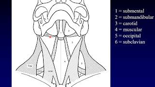 Neck Anatomy 1 Landmarks and Spaces [upl. by Onnem]