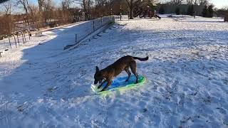 Dog Goes Sledding [upl. by Comfort53]