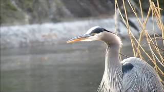 Great Blue Heron Quietly Calling [upl. by Davie402]