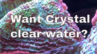 How to get crystal clear water in a reef tank [upl. by Prinz]