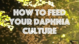 How To Feed Your Daphnia Culture [upl. by Haseefan150]