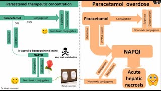 Paracetamol Acetaminophen hepatotoxicity and its management [upl. by Naux]