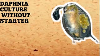 HOW TO CULTURE DAPHNIA NATURALLY WITHOUT A STARTER [upl. by Harad294]