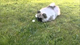 Charlie Keeshond Puppy [upl. by Buyers198]