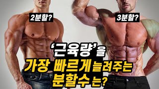 일반인의 근육량을 가장 빠르게 늘려주는 분할법은feat무분할2분할3분할 [upl. by Hametaf798]