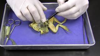 Frog Dissection [upl. by Ellezig741]