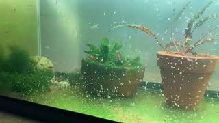 Daphnia Culturing Snails or no snails [upl. by Lynda824]