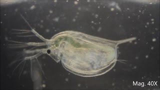 Daphnia magna under the Microscope [upl. by Prowel927]