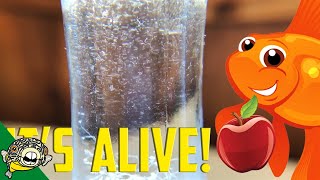 How to culture Vinegar Eels The EASY Way Live Fish Food [upl. by Mert]