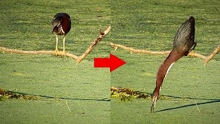 Green Heron Fishing What a Neck [upl. by Richy802]