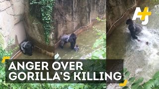 Gorilla Killed After 4YearOld Falls Into Enclosure [upl. by Neleag]