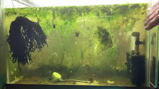 Scuds Daphnia Cherry Shrimp Copepods My aquatic food culture [upl. by Lanni]