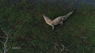 Mugger crocodile speed on land [upl. by Nylekoorb841]