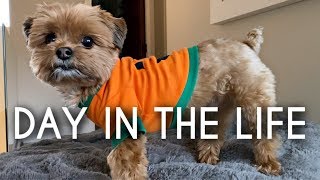 Morkie Puppy Routine  A day in the Life of my Dog [upl. by Pearline]