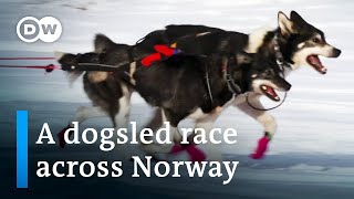 Europe’s toughest dogsled race  DW Documentary [upl. by Druci]