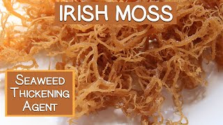 Irish Moss Seaweed A Nutritious Thickening Agent [upl. by Adnah]