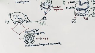 Taenia solium Lifecycle  Tapeworm  Taeniasis  Cysticercosis  English [upl. by Nolrak]