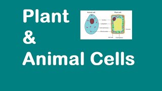 Plant and Animal Cells KS3 SCIENCE [upl. by Aivataj602]