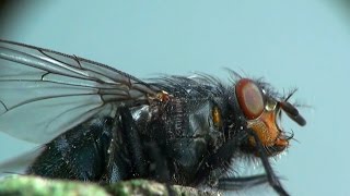 Why Is It So Hard to Swat a Fly [upl. by Corwin]