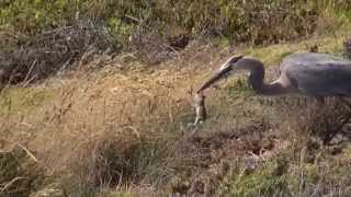 Heron eats  swallows squirrel alive [upl. by Aleris]