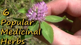 6 Popular Medicinal Plants amp Herbs [upl. by Carisa]