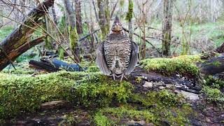 Ruffed Grouse Drumming [upl. by Parks]