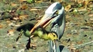 Heron Eats Duckling FYV [upl. by Izak]