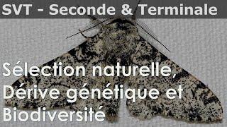 SVT  Seconde amp Terminale  Dérive génétique sélection naturelle biodiversité [upl. by Ellasal744]