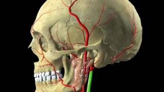 Head and Neck  Digital Anatomy [upl. by Nathanoj]